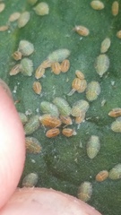 Bactericera cockerelli