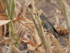 Setophaga coronata