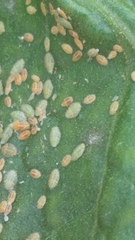 Bactericera cockerelli