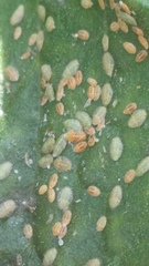 Bactericera cockerelli