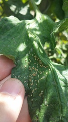 Bactericera cockerelli