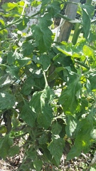 Bactericera cockerelli