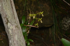 Dendrobium closterium