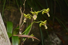 Dendrobium closterium