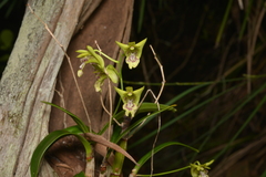 Dendrobium closterium