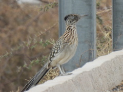 Geococcyx californianus