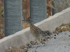 Geococcyx californianus