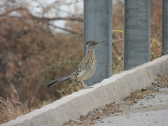 Geococcyx californianus
