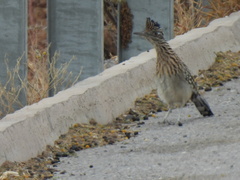 Geococcyx californianus