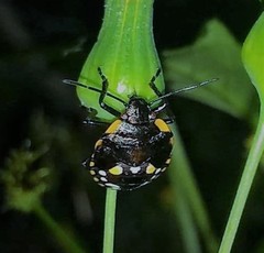 Pentatomoidea