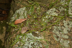 Taeniophyllum