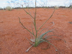 Thysanotus exiliflorus