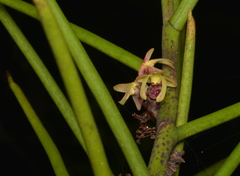 Luisia tristis