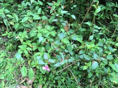 Arthrostemma ciliatum