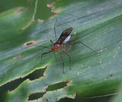 Macracanthopsis nodipes