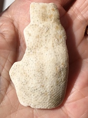 Spatangoida