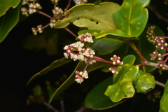 Syzygium pseudopinnatum