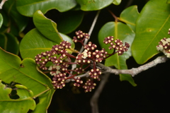 Syzygium pseudopinnatum