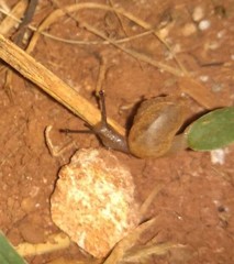 Bradybaena similaris