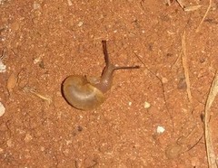 Bradybaena similaris