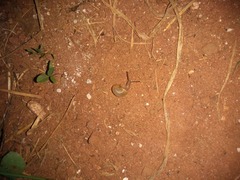 Bradybaena similaris