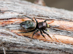 Heliophanus chovdensis