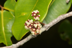 Syzygium pseudopinnatum