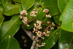 Syzygium pseudopinnatum