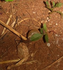 Bradybaena similaris