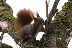 Sciurus vulgaris