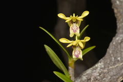 Dendrobium closterium