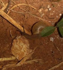 Bradybaena similaris