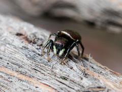 Heliophanus chovdensis