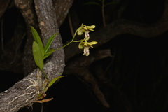 Dendrobium closterium