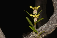Dendrobium closterium