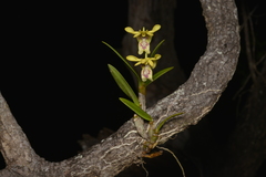 Dendrobium closterium