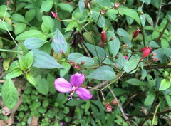 Arthrostemma ciliatum