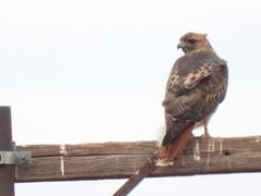 Buteo jamaicensis