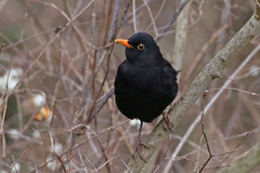 Turdus merula