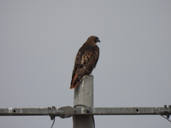 Buteo jamaicensis