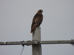 Buteo jamaicensis