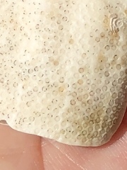 Spatangoida