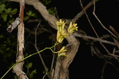 Dendrobium closterium