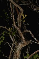 Dendrobium closterium