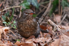 Turdus merula