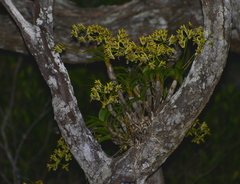 Dendrobium closterium