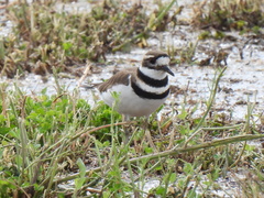Charadrius vociferus