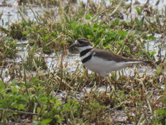 Charadrius vociferus