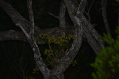 Dendrobium closterium