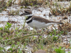 Charadrius vociferus